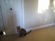 Rocket & Rumble Bengal Cats Chasing Shadow Puppets Linus Cat Tips