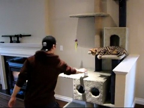 Cat Baseball With My Bengal Kitten Rocket Linus Cat Tips