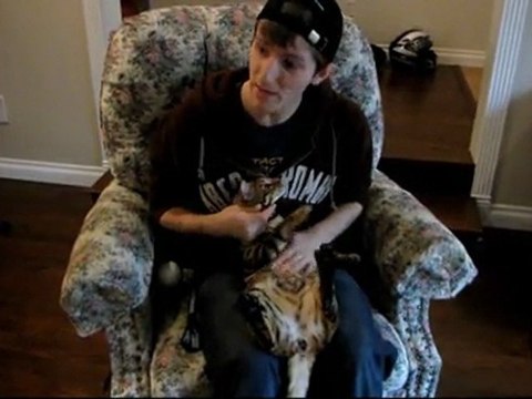 How To Tell The Difference Between My Bengal Cats Rocket And Rumble Linus Cat Tips