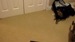 Bengal Cats Rumble & Rocket Chasing a Laser Pointer Linus Cat Tips