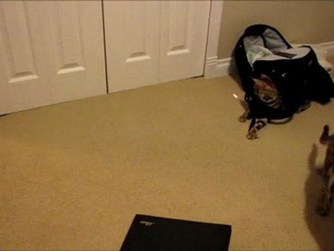 Bengal Cats Rumble & Rocket Chasing a Laser Pointer Linus Cat Tips