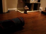 Bengal Cats Rocket & Rumble Playing In Their New Crinkle Tube Linus Cat Tips