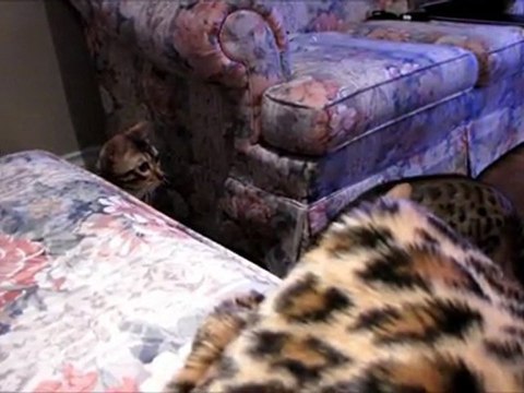 Bengal Cats Rocket & Rumble vs Radio Controlled RC Car Linus Cat Tips