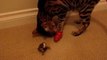 Bengal Cat Rumble Playing With Small Dog Size Kong Toy Linus Cat Tips