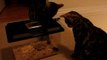 Bengal Cats Rocket & Rumble Playing With Pet Mice Linus Cat Tips