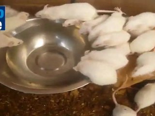 20 12 2011 celulas russian