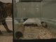 Bengal Cats Rocket & Rumble Enjoying the New Aquarium for my Mice Linus Cat Tips