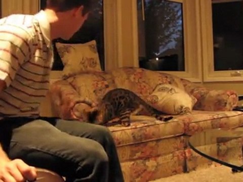 Bengal Cats Rocket & Rumble Chasing a Feather Linus Cat Tips
