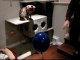 Neutrally Buoyant Helium Balloon vs My Bengal Cats Linus Cat Tips
