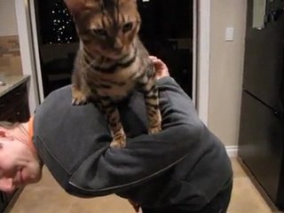 Rumble Cat Goes for a Ride on My Back and Shoulder Linus Cat Tips