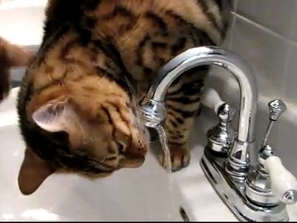 Occupy Sink Movement has Started in my House with Rumble Leading the Charge Linus Cat Tips