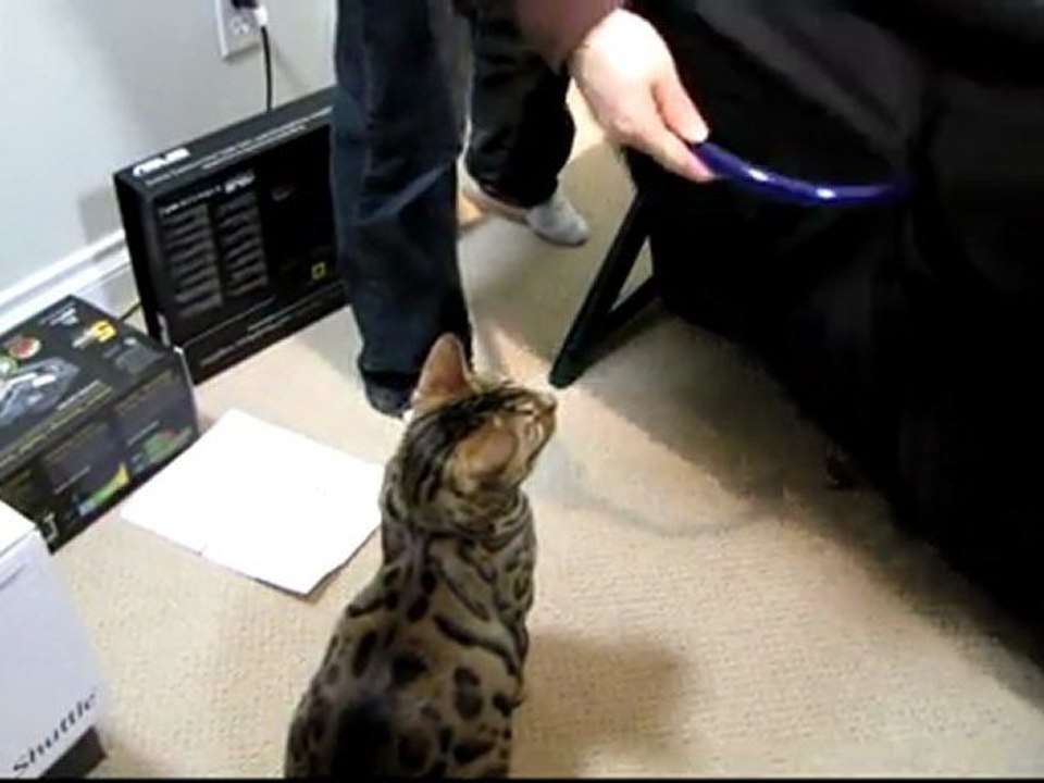 Rumble Has Found an Excellent New Toy! Water Cooling Tubing Linus Cat Tips