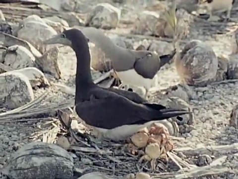 Le crabe s'ampute volontairement sa pince