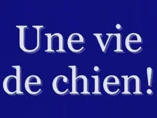 Une vie de chien
