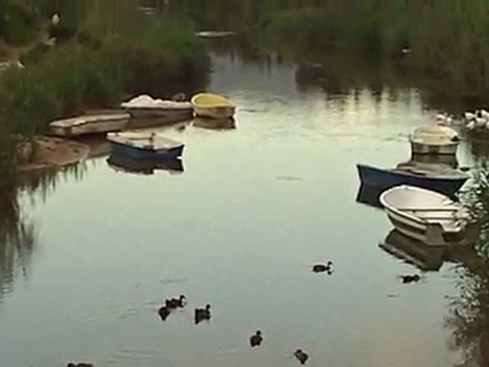 FILE0001    patos  en el rio oliva valencia