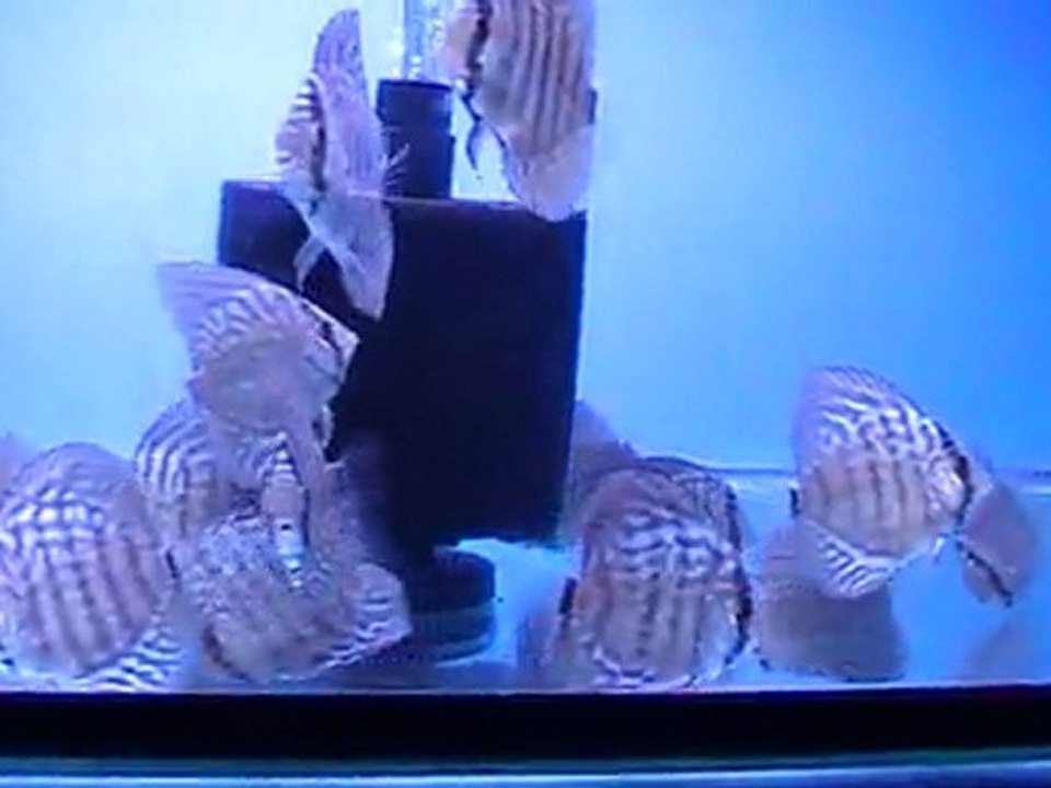 MOV03E