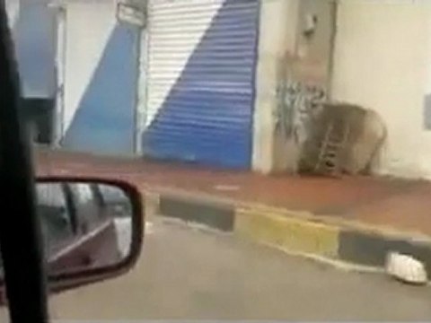 فري برس إدلب إضراب عام جسر الشغور 31 1 2012