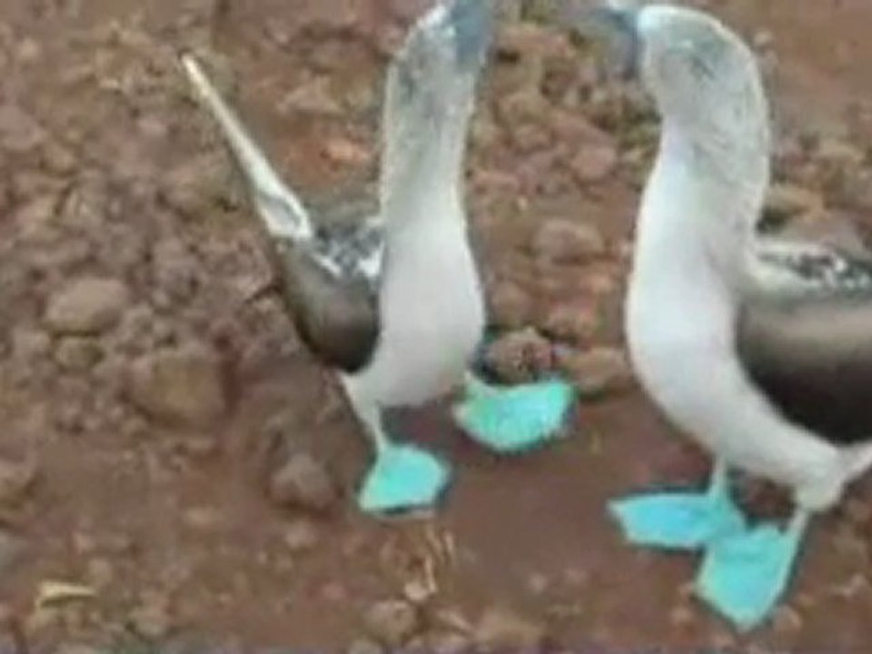 Bluefooted Booby Mating Dance