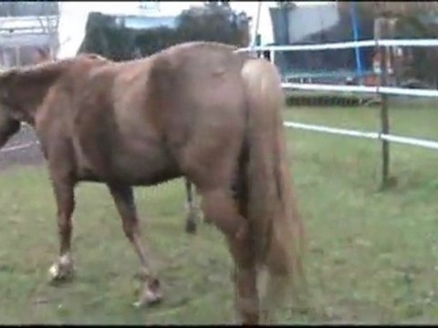 Un petit bout de l'élevage de l'authie en hiver 2012