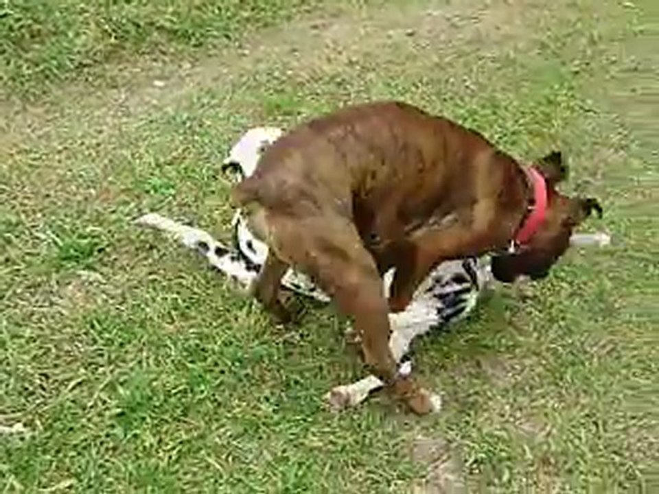 Gandhi et Tao le boxer fin janvier 2012