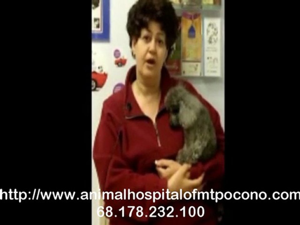 Client’s Testimonial on Animal Dental Care in Mt. Pocono