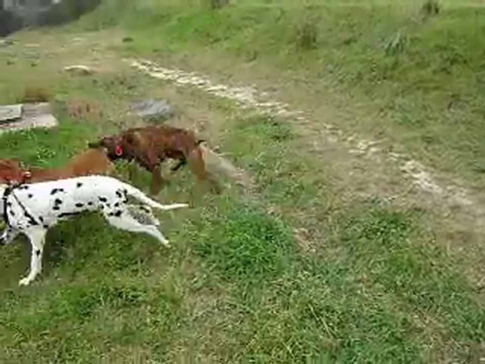 Gandhi et Tao fin janvier 2011