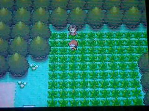 Etourmi Shiney/ Starly Shiny par Pokeradar