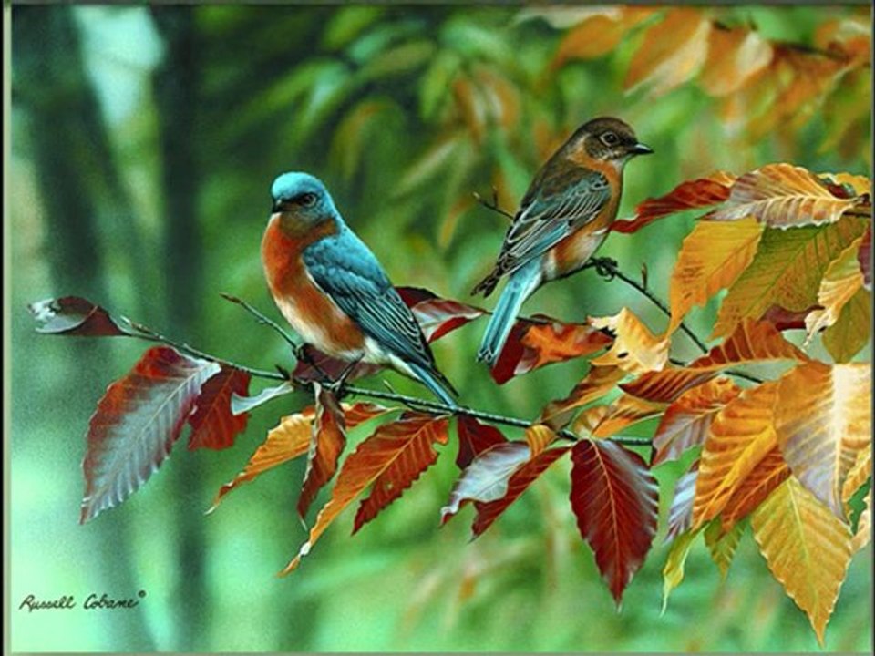 l'oiseau