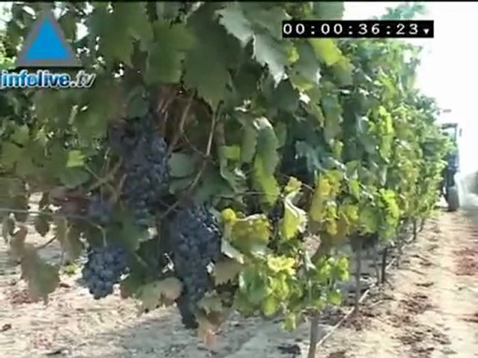 Cosecha de uvas