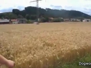 Chien sautant comme un biche