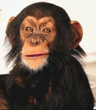 monkey talks about birkenstock sandals