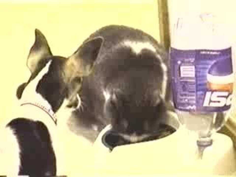 chien Vs Chat