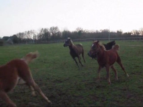 Sevrage des poulains