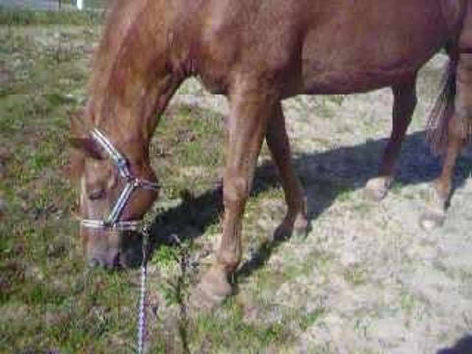 fereya broute :D