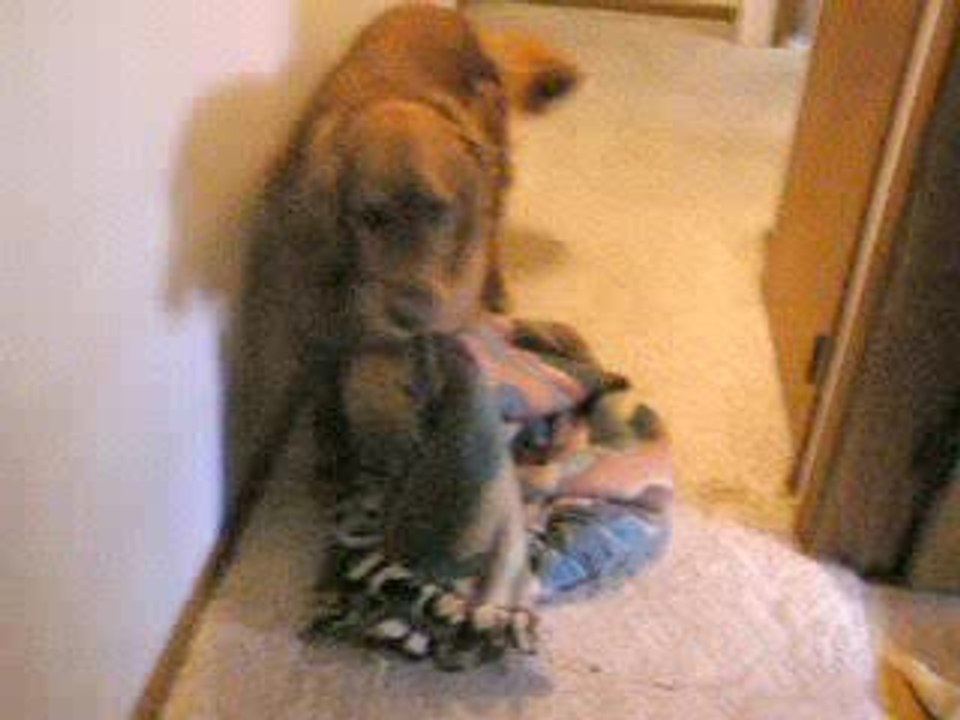 Tommy playing