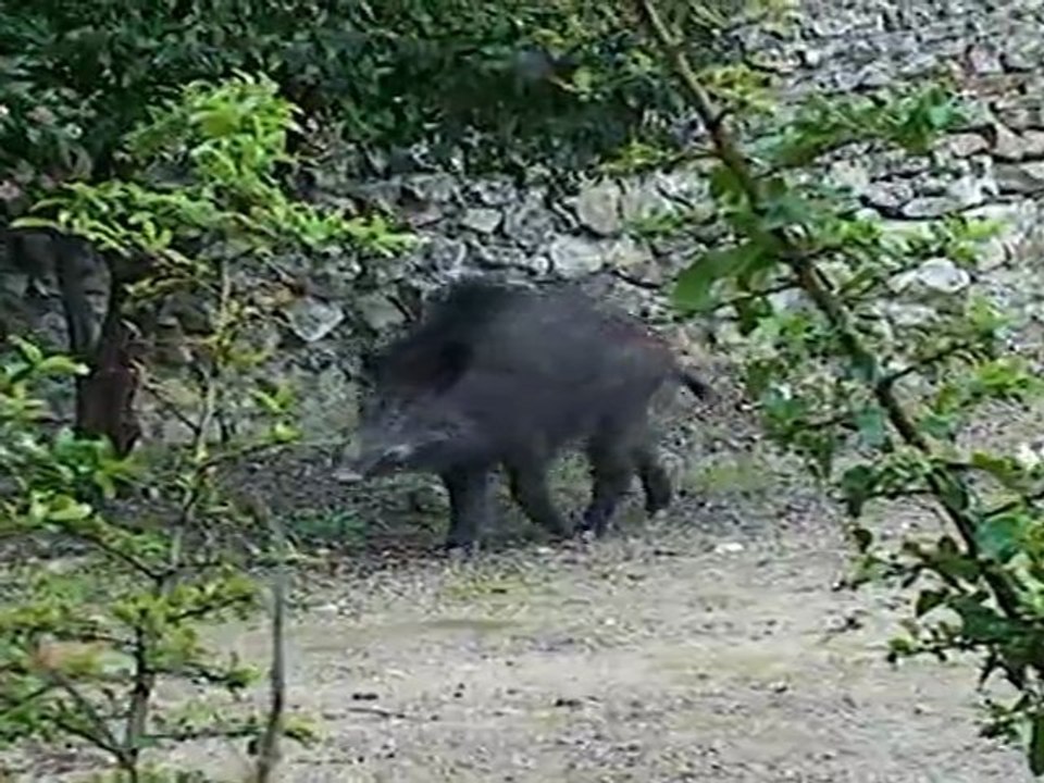 Un sanglier dans le jardin.