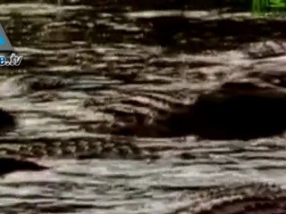 Se escapan crocodrilos de una reserva de Jordania
