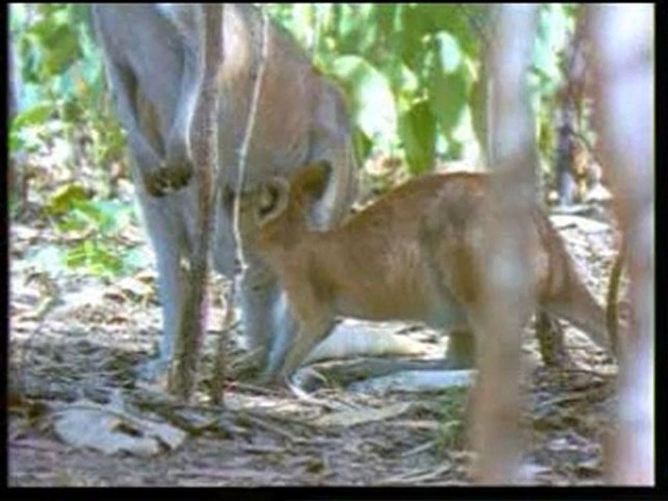 EVRİM TEORİSİNİN ÇÖKÜŞÜ