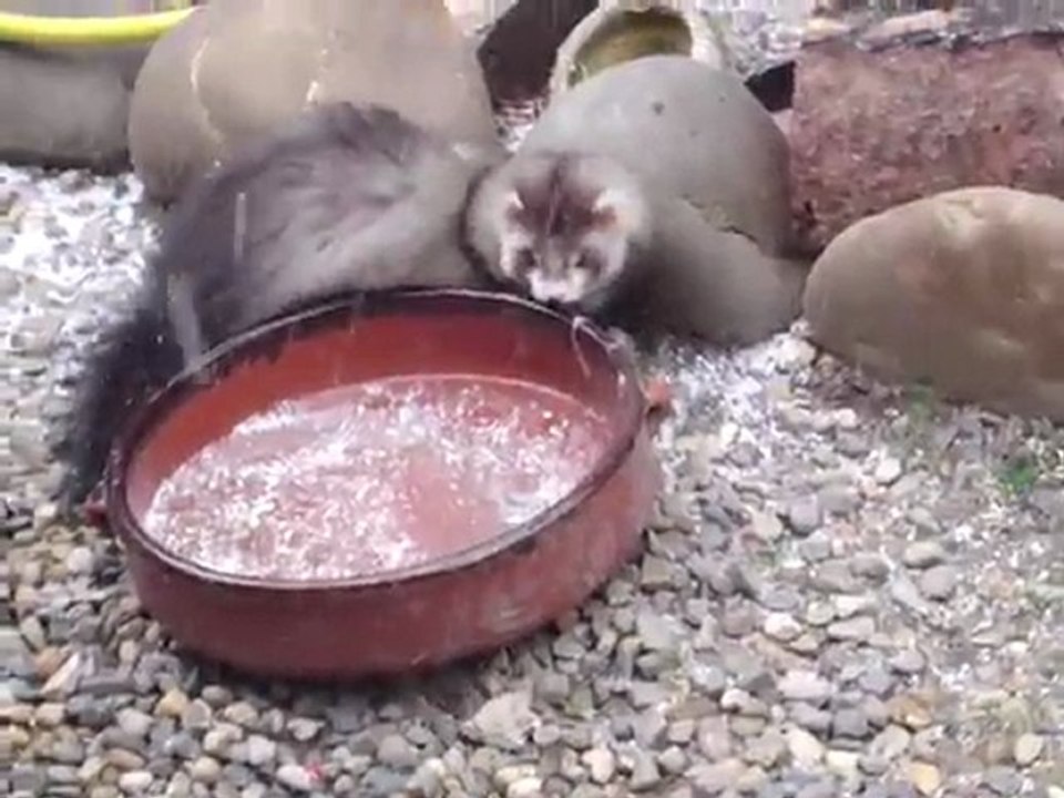 Sid le furet et la neige !