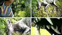 los animales mas misteriosos