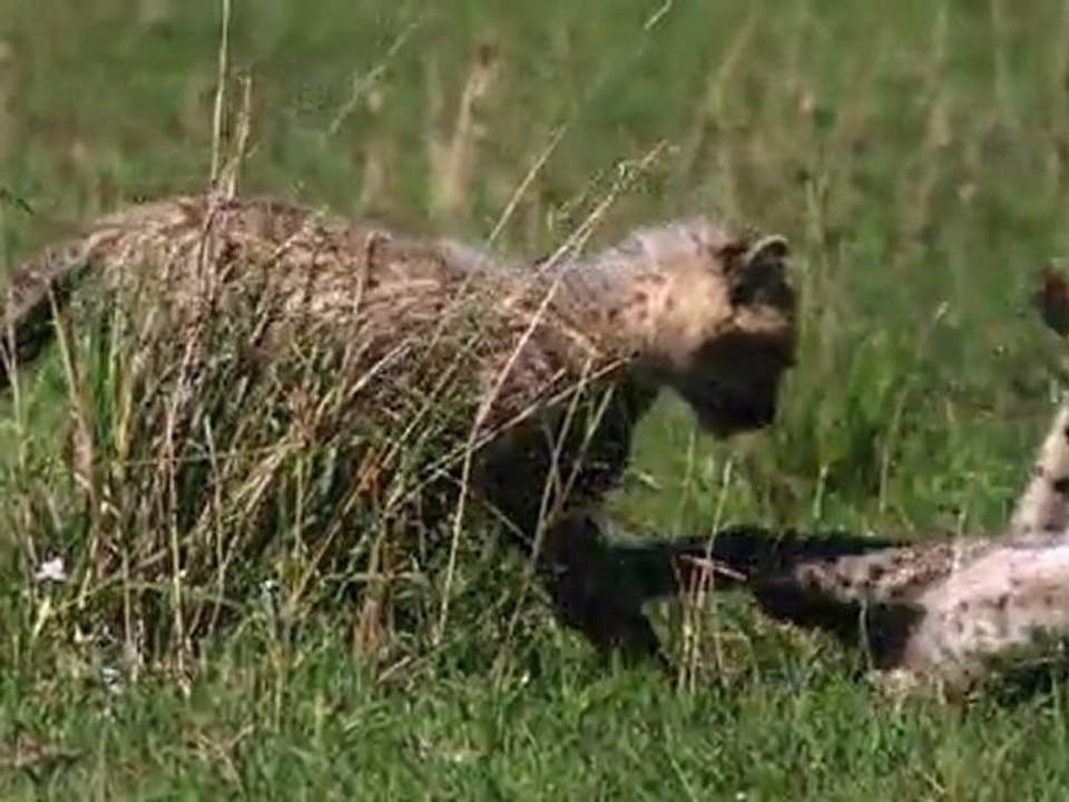 Félins - Les bébés de Sita ont grandi