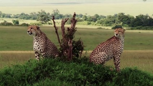 Félins : Pascal Elbé sur les traces de Félins - épisode 4