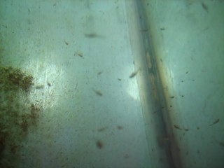 yetişkin artemia