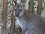 Un wallaby capturé dans la campagne avesnoise recueilli par le zoo de Maubeuge