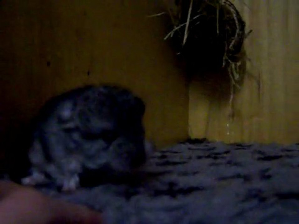 Bébé chinchilla de 2 jours