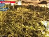 Costa mediterránea: centro de paso y cultivo de cannabis