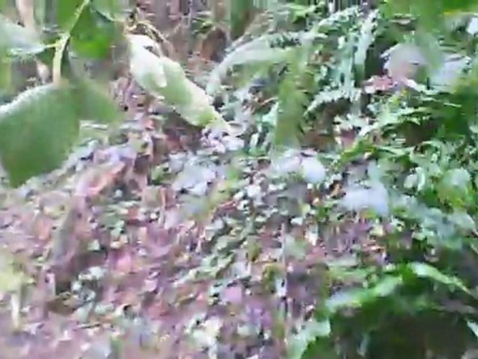 VTT à Plérin : la buse au pont de percée