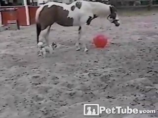 Pup and Horse Play Ball