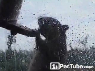 Squirrel Does Pull-Ups