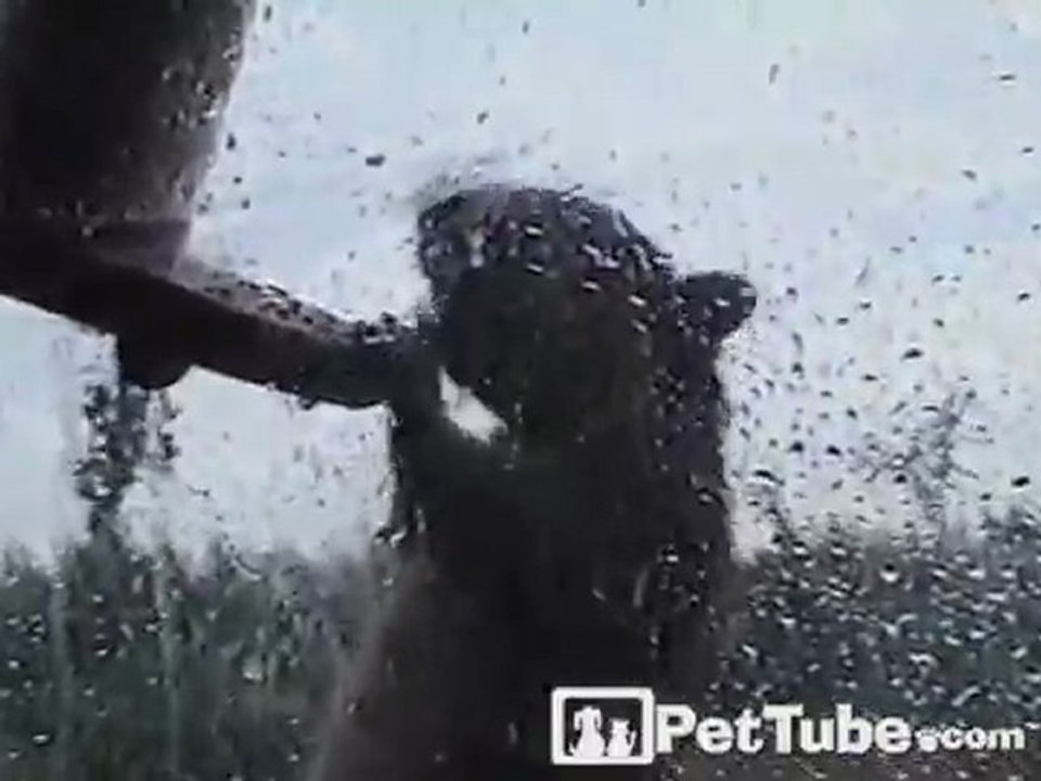Squirrel Does Pull-Ups